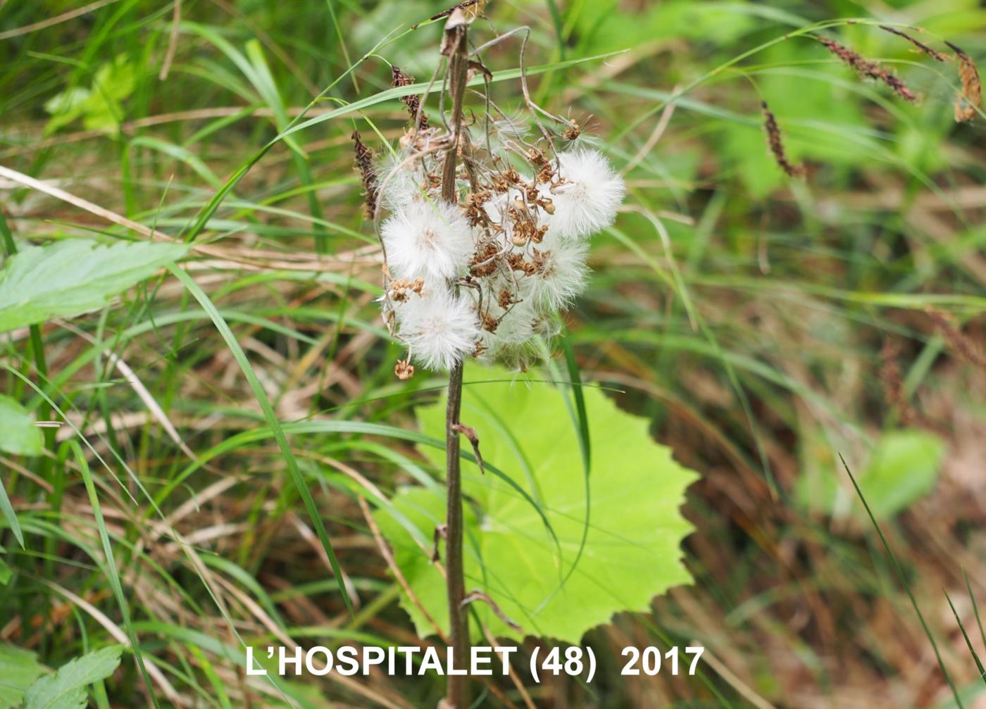 Butterbur, White fruit